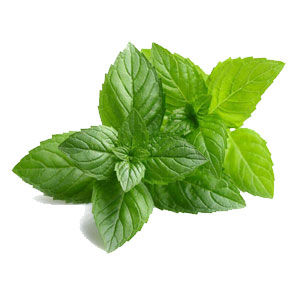 Mint Leaves - پودینہ