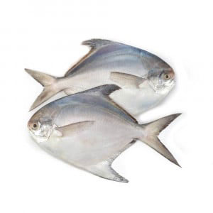 White pomfret 500gm